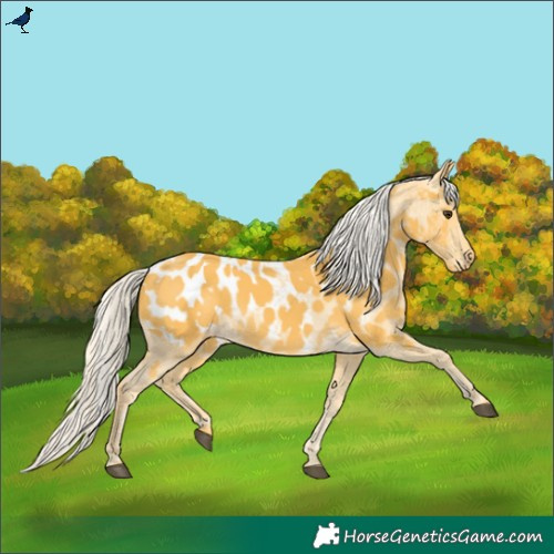 Horse Color:Palomino Blanket 