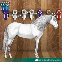 Horse Color:Gray Chocolate Black  and Gray Chocolate Black 