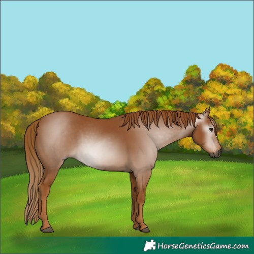 Horse Color:Gray Chestnut 
