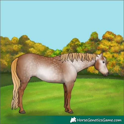 Horse Color:Gray Chestnut 