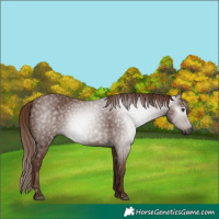Horse Color:Gray Chestnut