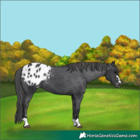 Horse Color:Black Blanket 