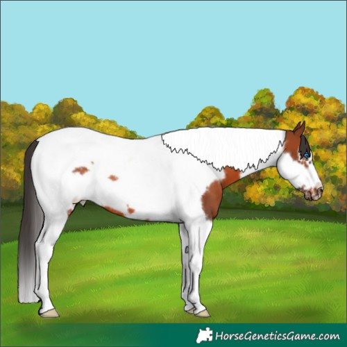 Horse Color:Bay Tobiano Frame 