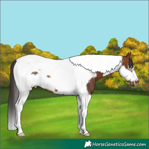 Horse Color:Bay Tobiano Frame