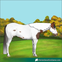 Horse Color:Bay Tobiano Frame