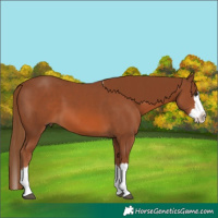 Horse Color:Chestnut Splash 