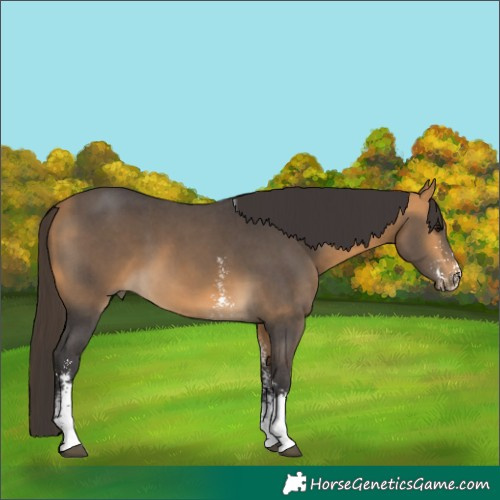 Horse Color:Buckskin Sabino