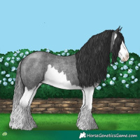 Horse Color:Blue Roan Splash 
