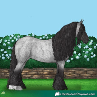 Horse Color:Smoky Blue Roan 