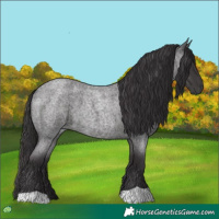 Horse Color:Smoky Blue Roan 