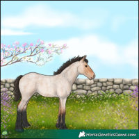 Horse Color:Bay Roan Dun 