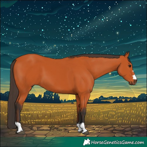 Horse Color:Bay 
