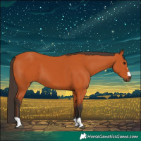 Horse Color:Bay 