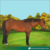 Horse Color:Bay 