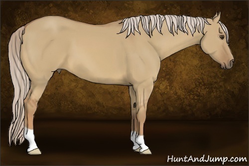 Horse Color:Palomino Dun
