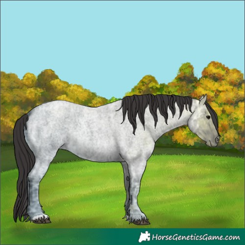 Horse Color:Smoky Blue Ice Roan Rabicano 