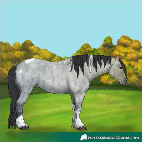 Horse Color:Blue Ice Roan Tobiano Rabicano 