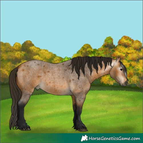 Horse Color:Gray Buckskin Roan 