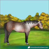 Horse Color:Gray Bay 