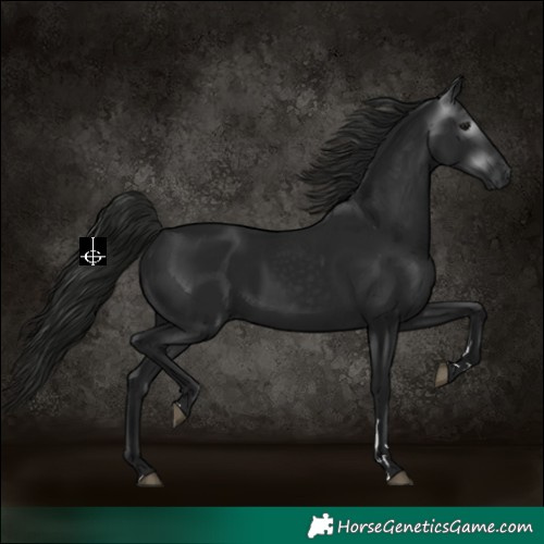 Horse Color:Gray Black 