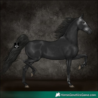 Horse Color:Gray Black 