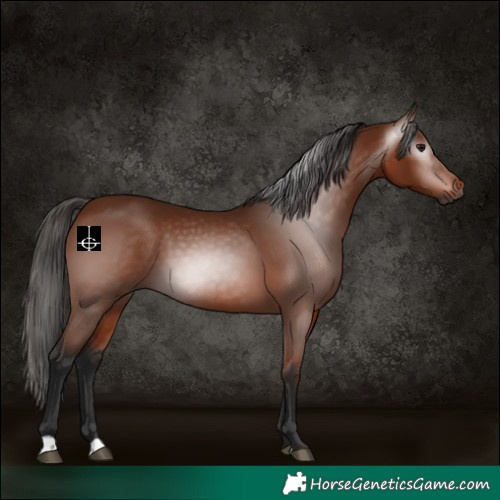 Horse Color:Gray Bay 