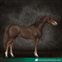 Horse Color:Gray Chestnut 