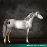 Horse Color:Gray Chestnut 