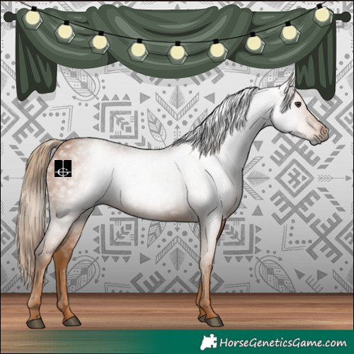 Horse Color:Gray Chestnut 