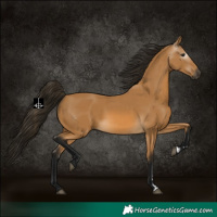 Horse Color:Gray Buckskin 