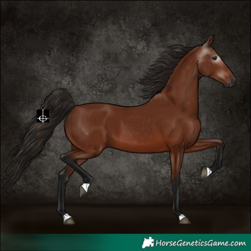 Horse Color:Gray Bay 