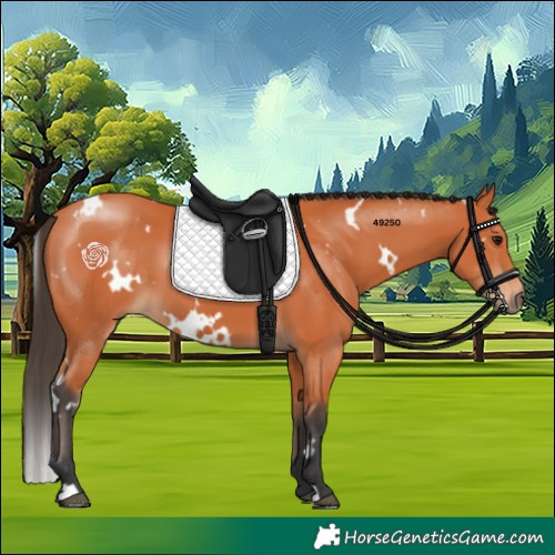 Horse Color:White Spotted Bay 