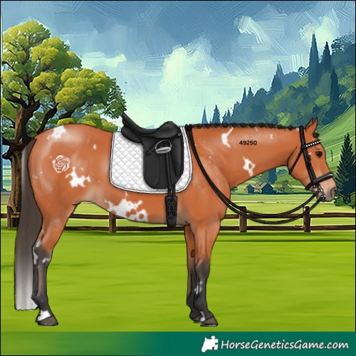 Horse Color:White Spotted Bay 