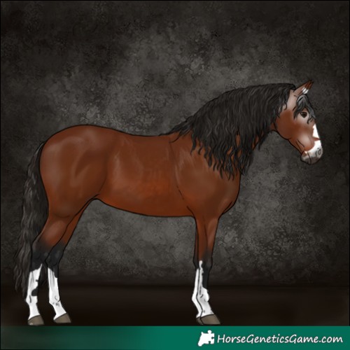 Horse Color:Gray Bay 