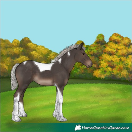 Horse Color:Silver Black Tobiano 
