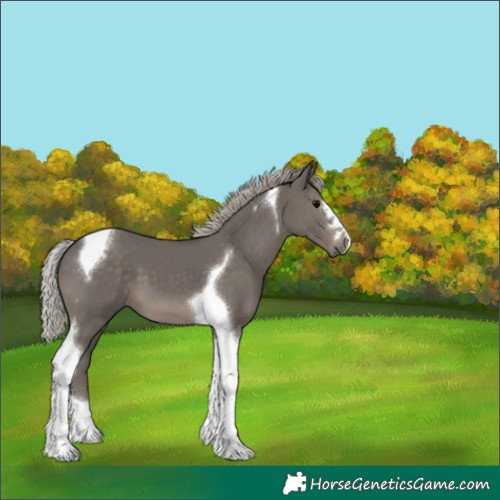 Horse Color:Silver Black Tobiano 