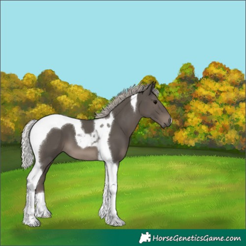 Horse Color:Silver Black Tobiano 