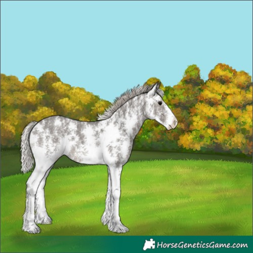 Horse Color:Silver Black Sabino 