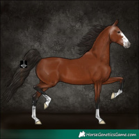 Horse Color:Gray Bay 