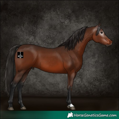 Horse Color:Gray Bay 