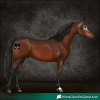 Horse Color:Gray Bay 
