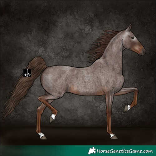Horse Color:Gray Red Roan 