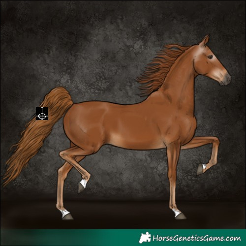 Horse Color:Gray Chestnut