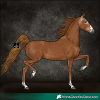 Horse Color:Gray Chestnut 