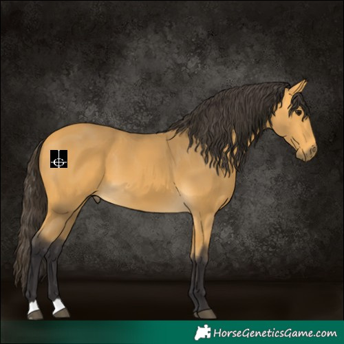 Horse Color:Buckskin 