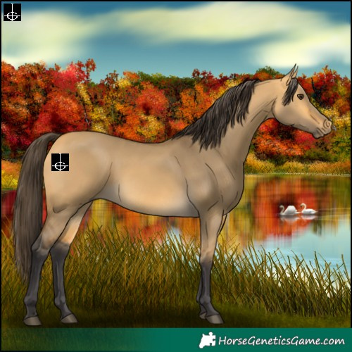 Horse Color:Buckskin Dun Rabicano 