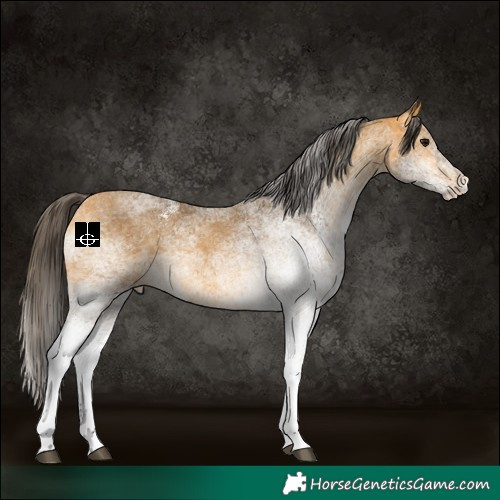 Horse Color:White Spotted Buckskin 