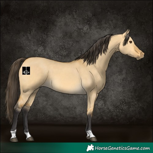 Horse Color:Buckskin Dun 