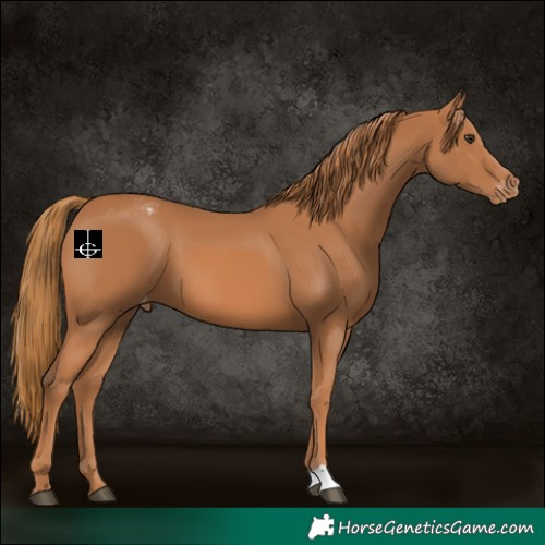 Horse Color:Chestnut Appaloosa 