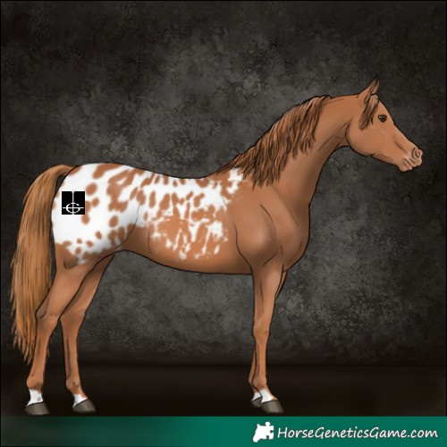 Horse Color:Chestnut Near Leopard 